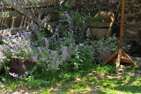 Feathers Nature Area Catmint